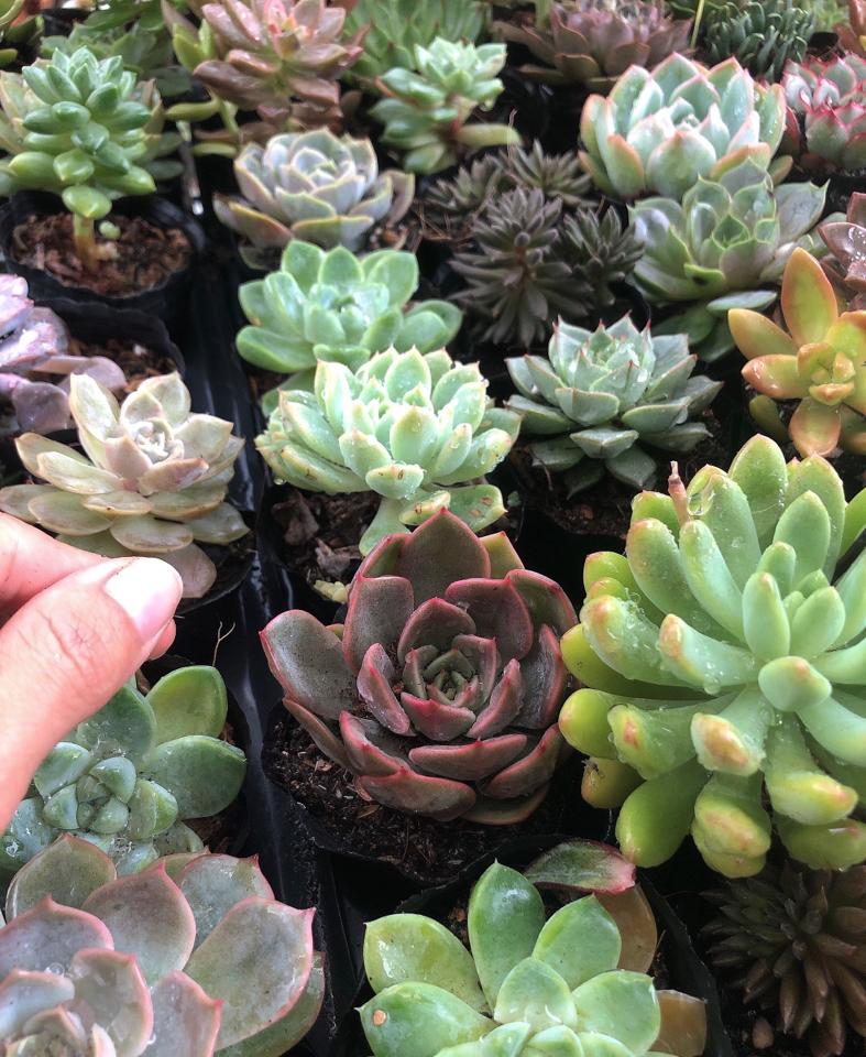 Sen Bầu -duoc-ban-tai-Asaly Garden