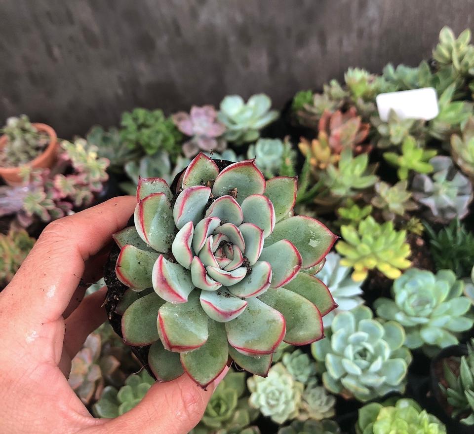 Sen Bầu -duoc-ban-tai-Asaly Garden