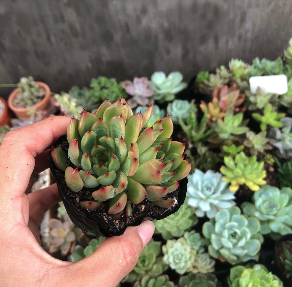 Sen Bầu -duoc-ban-tai-Asaly Garden