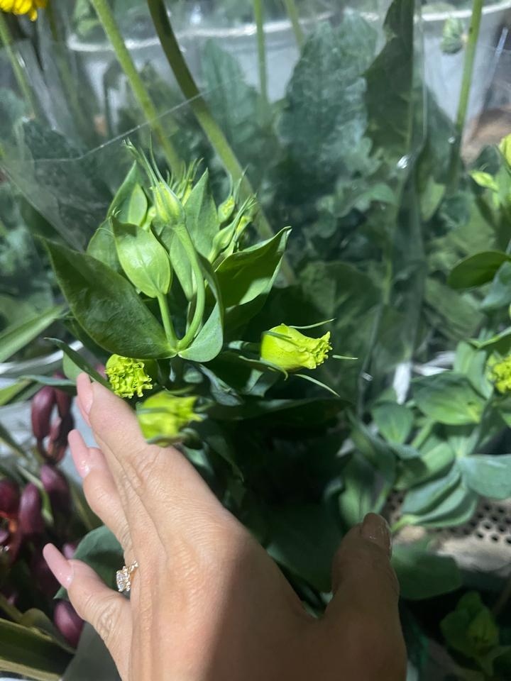 Cát tường-duoc-ban-tai-Asaly Garden