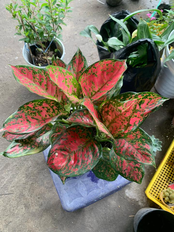 Vạn Lộc -duoc-ban-tai-Asaly Garden