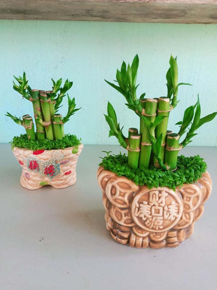 Trúc Phú Quý-duoc-ban-tai-Asaly Garden