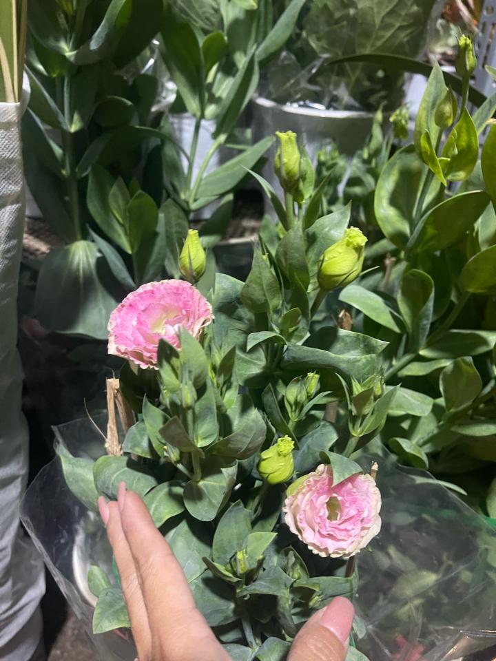 Cát tường-duoc-ban-tai-Asaly Garden