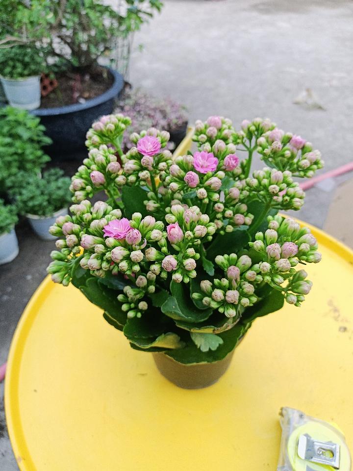 Sống Đời Đẹp-duoc-ban-tai-Asaly Garden