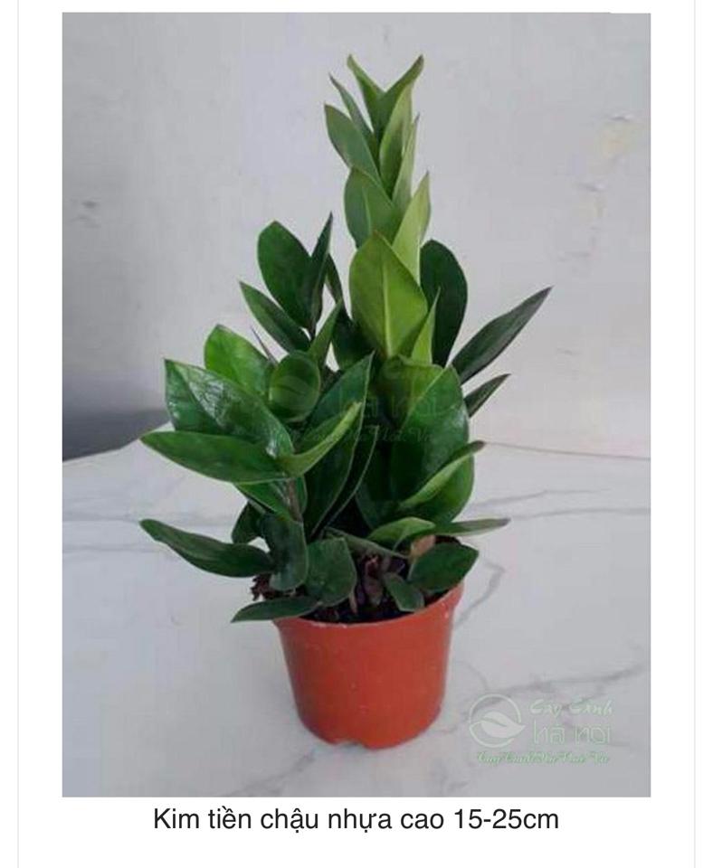 Kim Tiền ( để bàn) -duoc-ban-tai-Asaly Garden