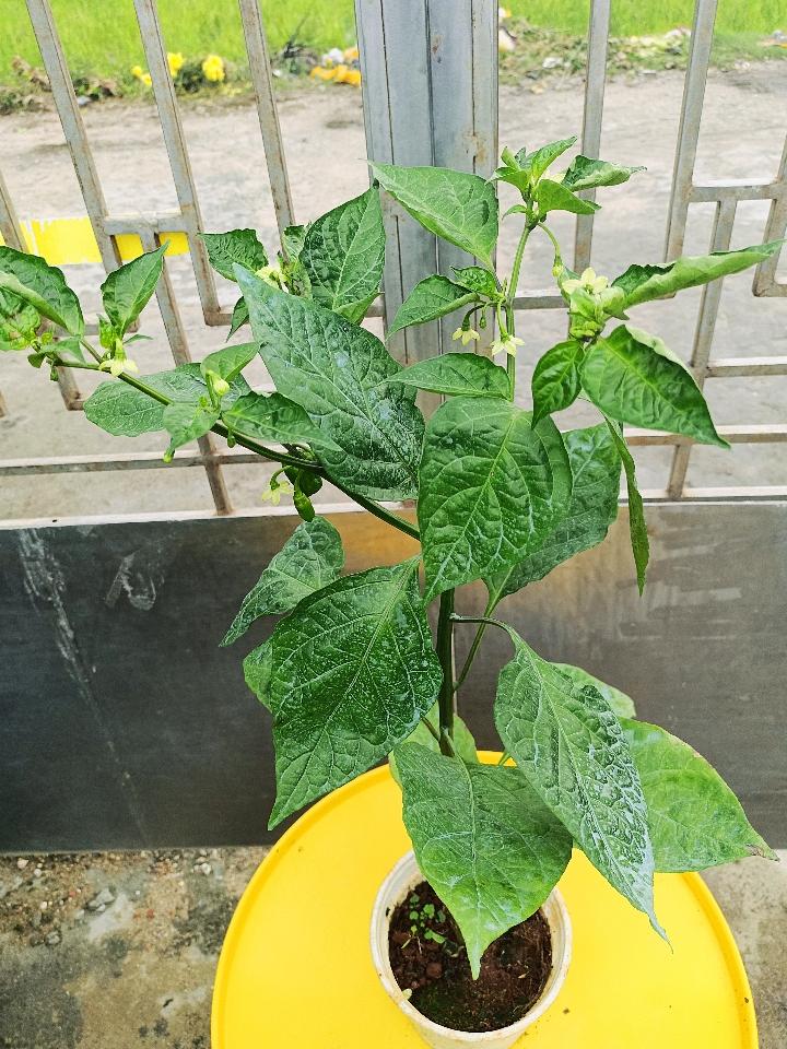 Ớt-duoc-ban-tai-Asaly Garden