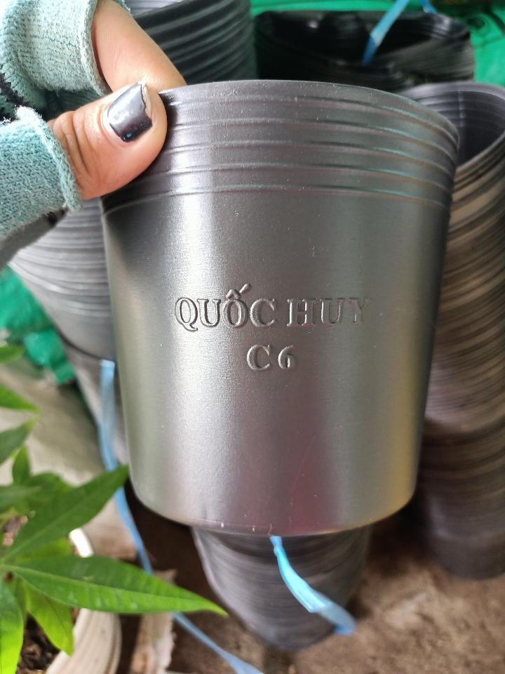 Chậu Đen C6-duoc-ban-tai-Asaly Garden