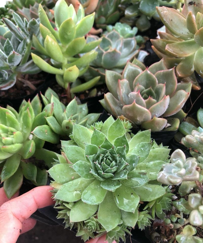 Sen Bầu -duoc-ban-tai-Asaly Garden