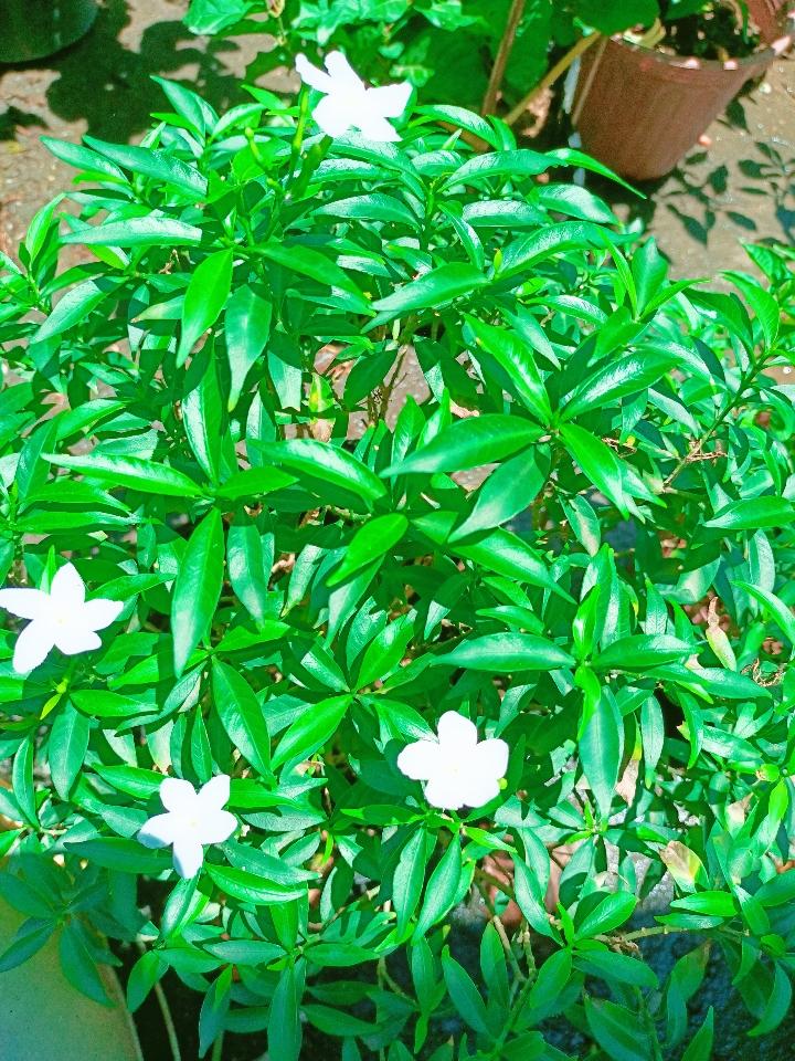 Mai Vạn Phúc -duoc-ban-tai-Asaly Garden