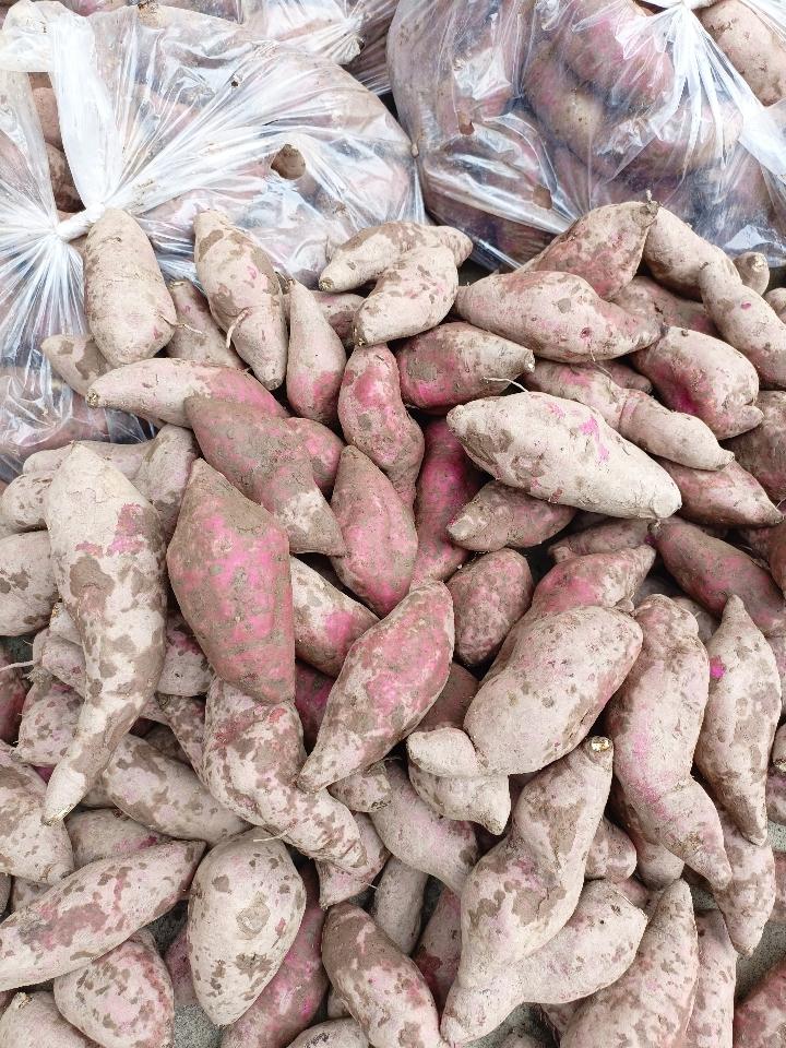 Khoai Dương Ngọc-duoc-ban-tai-Kho sỉ Lương Dung
