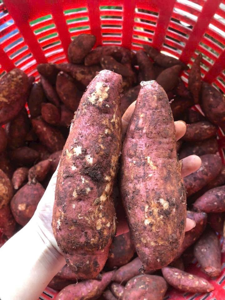 Khoai lang Nhật-duoc-ban-tai-Kho sỉ Lương Dung