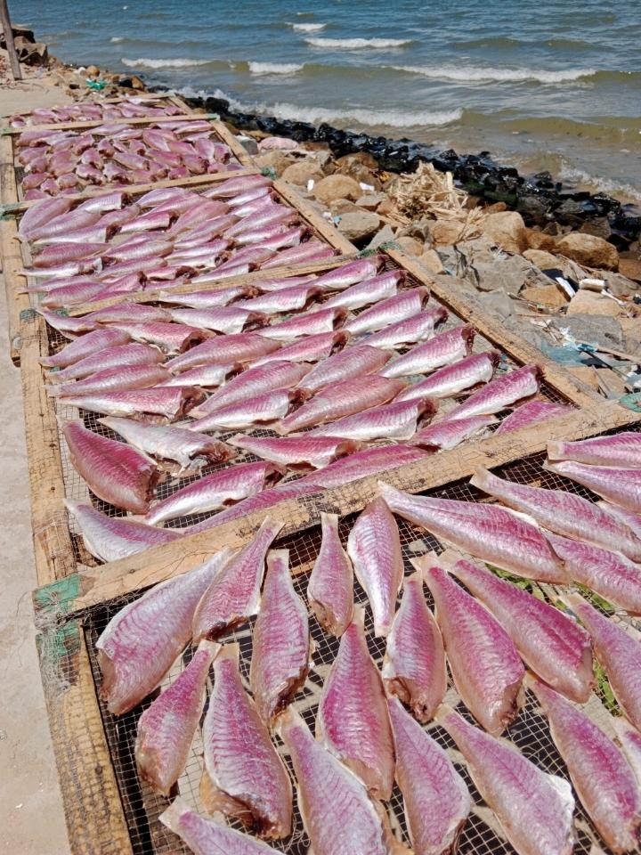 Cá phèn hồng-duoc-ban-tai-Kho sỉ Lương Dung