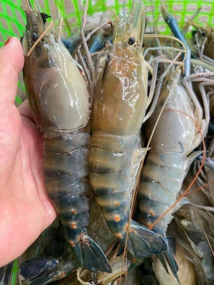 1 kg tôm càng xanh lột to-duoc-ban-tai-Kho sỉ Lương Dung