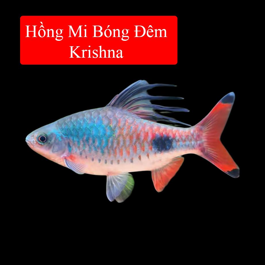 HMBD Krishna 9-10cm -duoc-ban-tai-Tàng Ngư Các