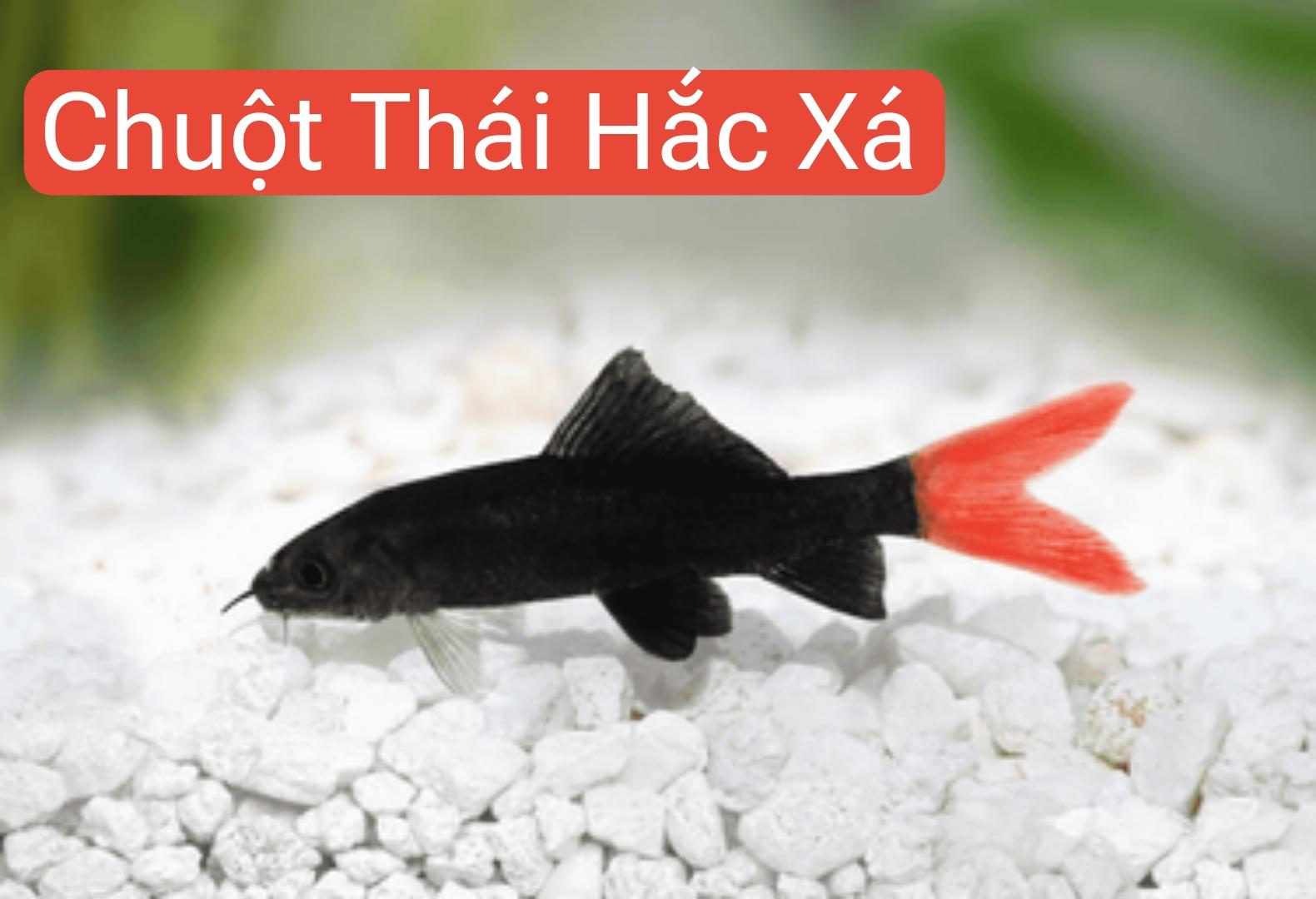 Chuột thái hắc xá 4-5cm-duoc-ban-tai-Tàng Ngư Các