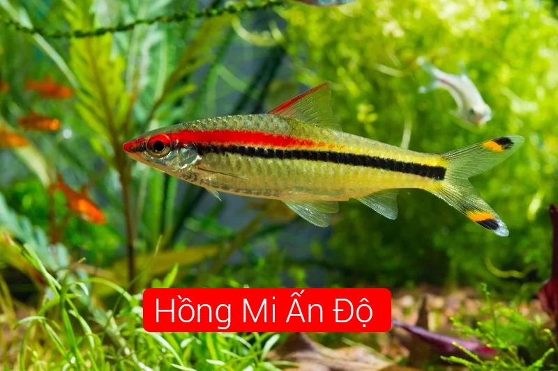Hồng Mi Ấn Độ 7-8cm 1505-duoc-ban-tai-Tàng Ngư Các