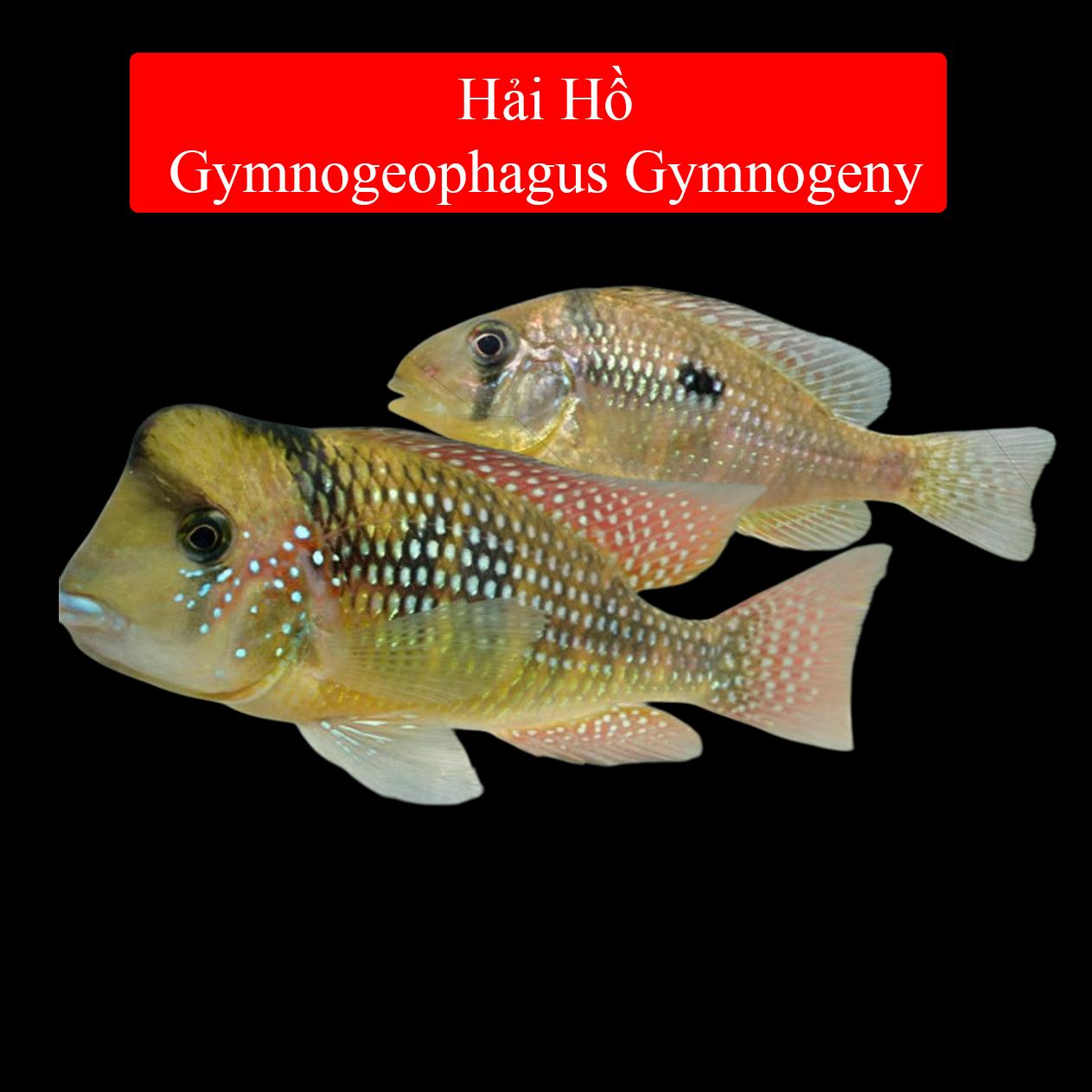 Hải Hồ Gymnogeny 5-6cm-duoc-ban-tai-Tàng Ngư Các