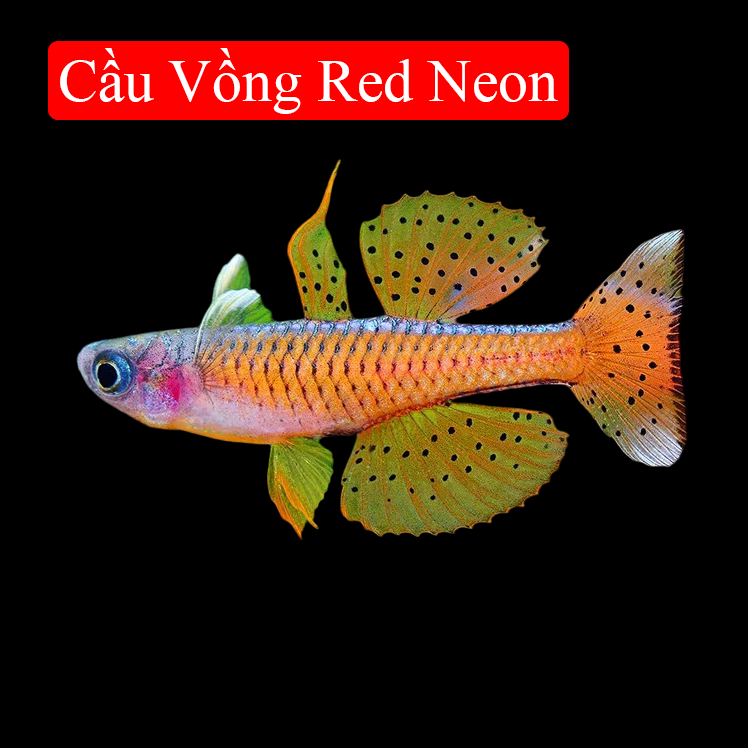 Cầu Vồng Redneon -duoc-ban-tai-Tàng Ngư Các