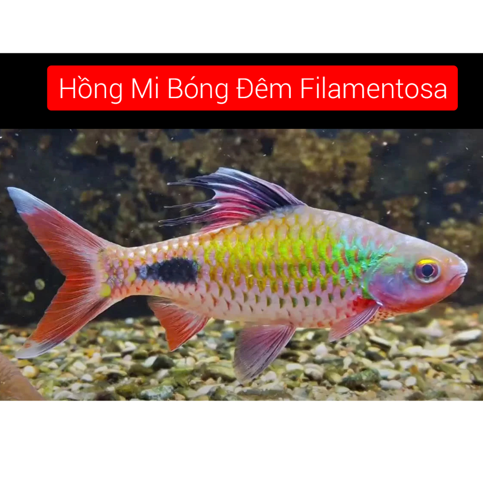 Filamentosa HMBD 3-4cm-duoc-ban-tai-Tàng Ngư Các