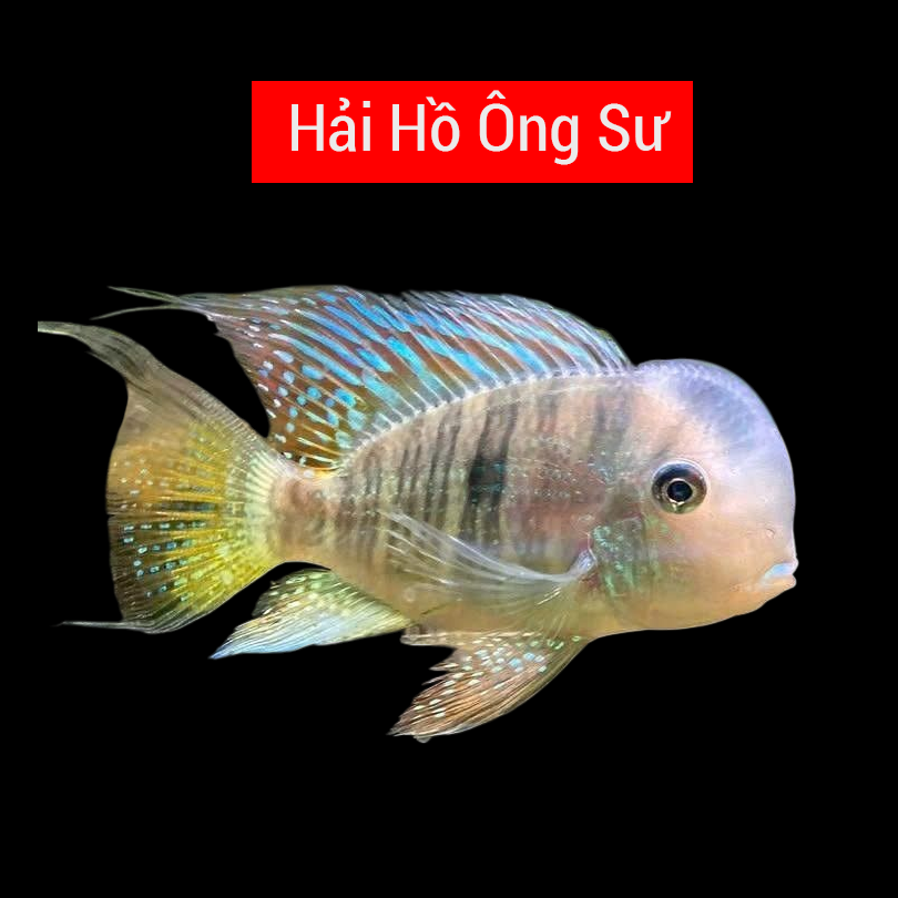 Hải Hồ Ông Sư 6-7cm -duoc-ban-tai-Tàng Ngư Các
