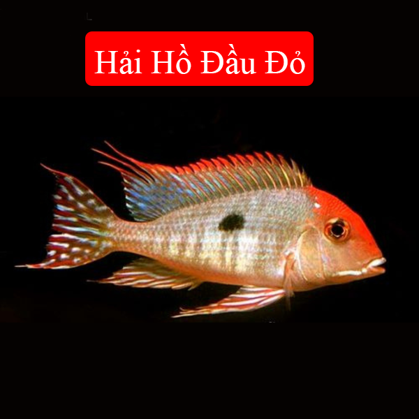 Hải Hồ Đầu Đỏ 7-8cm 3003 -duoc-ban-tai-Tàng Ngư Các