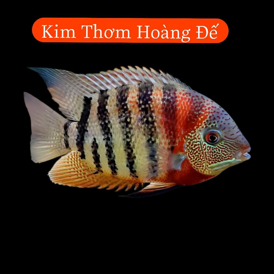 Kim thơm hoàng đế 10cm -duoc-ban-tai-Tàng Ngư Các