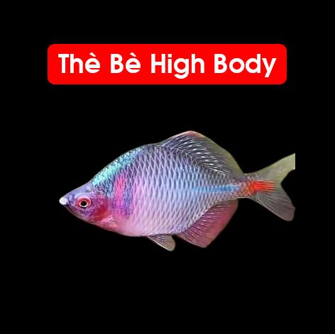 Thè bè high body 5-6cm 2703-duoc-ban-tai-Tàng Ngư Các