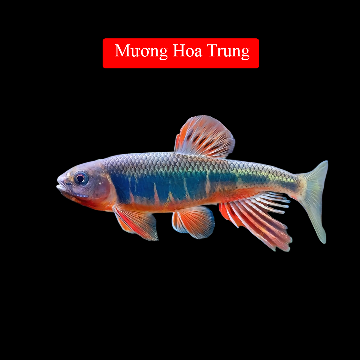 Mương Hoa Trung 12cm -duoc-ban-tai-Tàng Ngư Các
