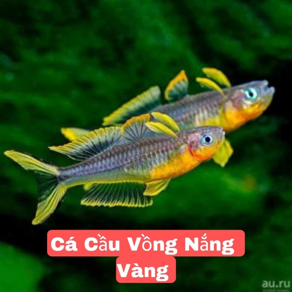 Cầu Vồng Nắng Vàng 3-4cm 0307-duoc-ban-tai-Tàng Ngư Các