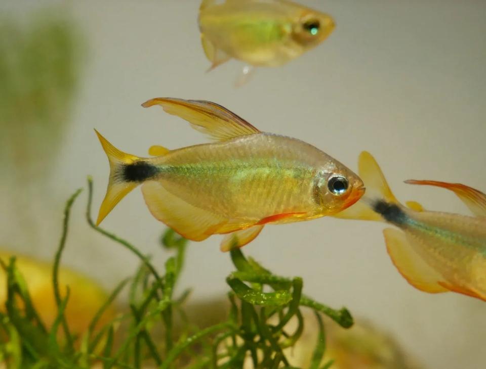 Racoon Tetra sz2-3cm 1704-duoc-ban-tai-Tàng Ngư Các