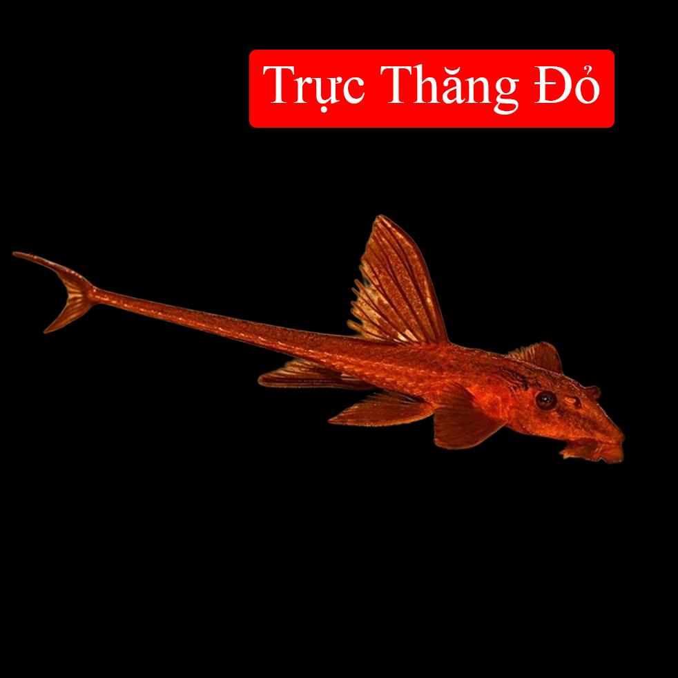 Trực thăng đỏ 4-5cm-duoc-ban-tai-Tàng Ngư Các