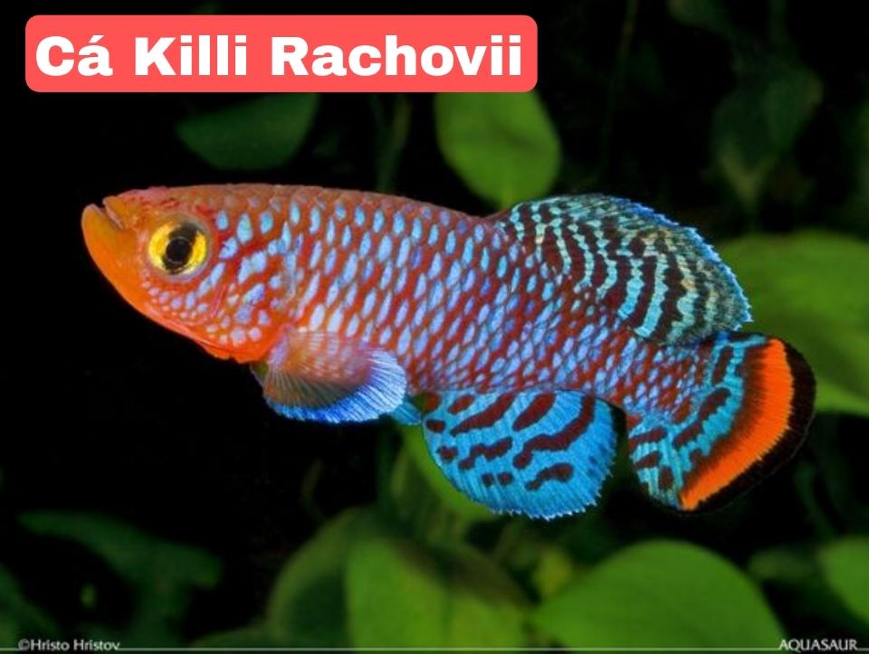 Killi Rachovii-duoc-ban-tai-Tàng Ngư Các
