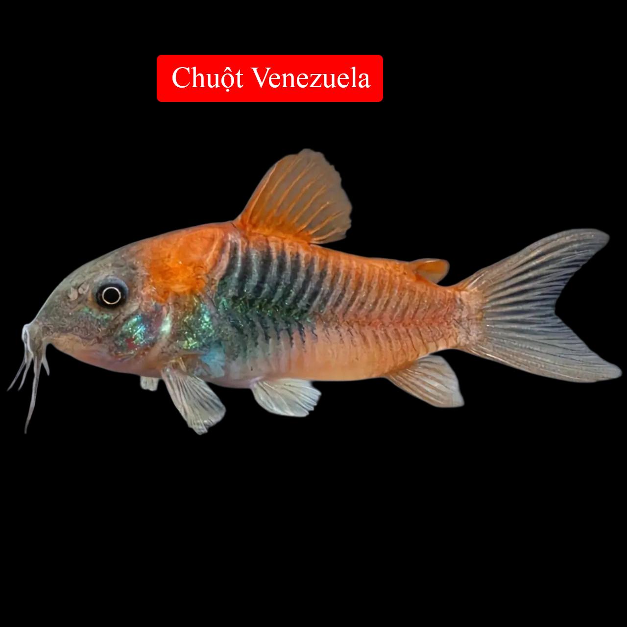 Chuột venezuela 2-3cm-duoc-ban-tai-Tàng Ngư Các