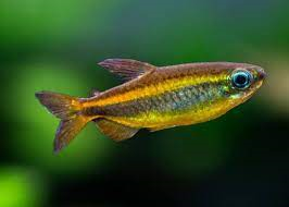 Blue Eye Congo Tetra 4-5cm-duoc-ban-tai-Tàng Ngư Các
