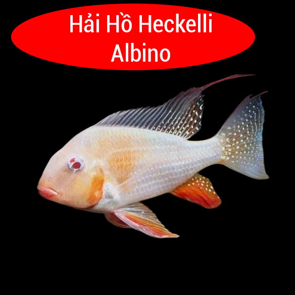 Hải Hồ Heckelii Albino  5-6cm 1809 -duoc-ban-tai-Tàng Ngư Các