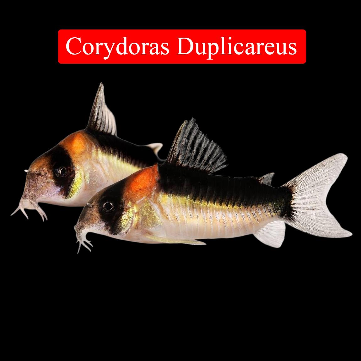 Chuột Duplicareus 3-4ccm-duoc-ban-tai-Tàng Ngư Các