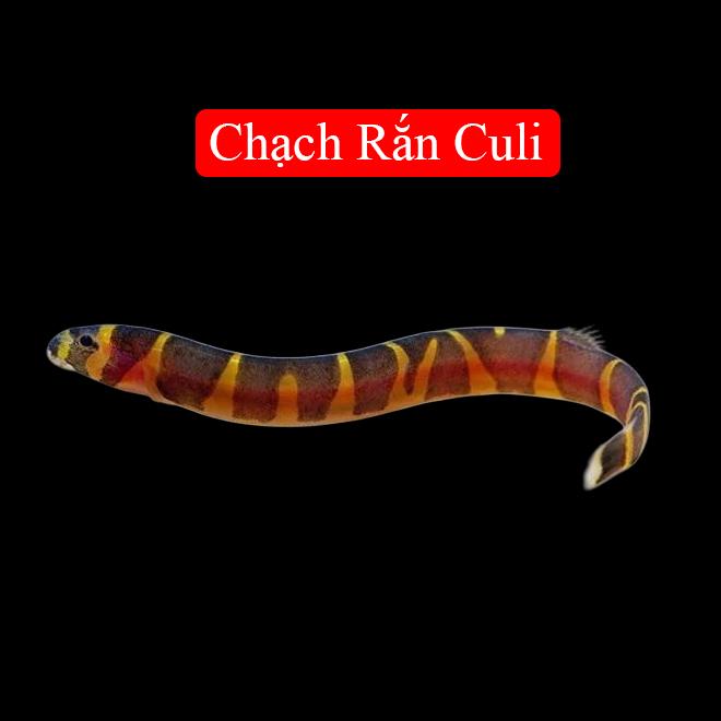 Chạch Rắn Culi 4-5cm-duoc-ban-tai-Tàng Ngư Các