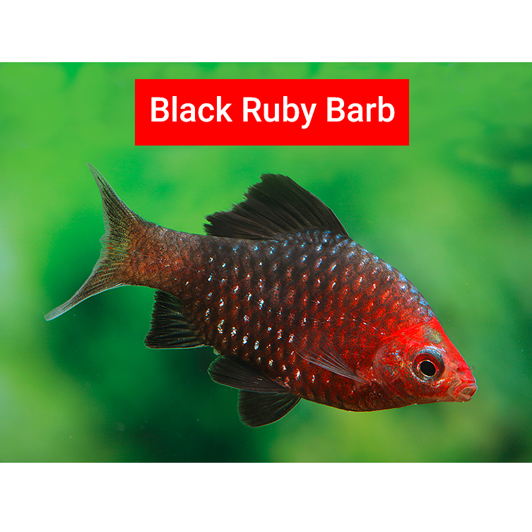Black Ruby Barb 5cm-duoc-ban-tai-Tàng Ngư Các