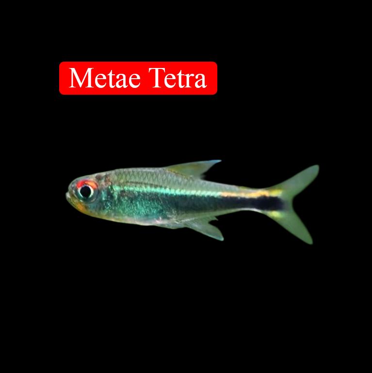 Metae Tetra 2-2.5cm -duoc-ban-tai-Tàng Ngư Các