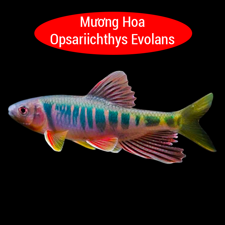 Mương Hoa Evolans 12cm 1809-duoc-ban-tai-Tàng Ngư Các
