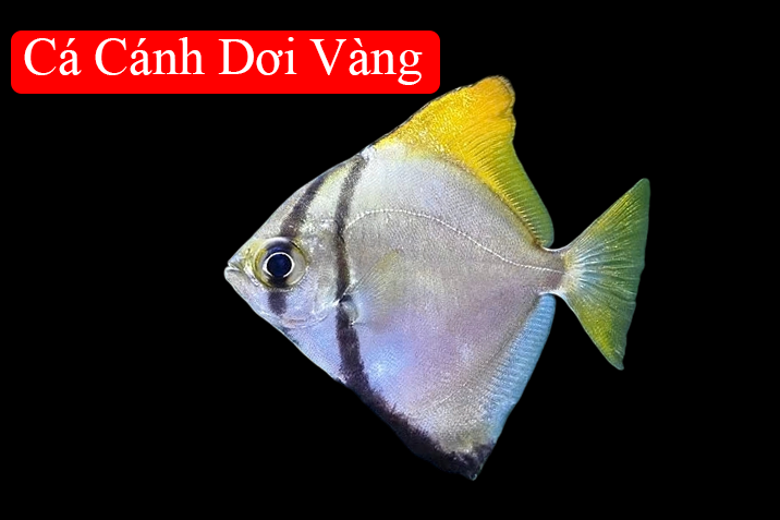 Cá Cánh Dơi Vàng 4-5cm-duoc-ban-tai-Tàng Ngư Các