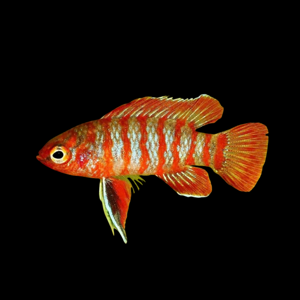 Cá Dario 2cm -duoc-ban-tai-Tàng Ngư Các