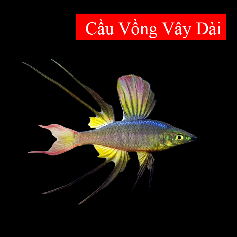 Cầu Vồng Vây Dài 1.5-2cm 2111-duoc-ban-tai-Tàng Ngư Các