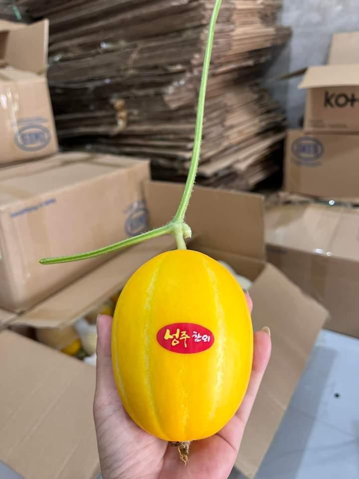 Dưa lê Hàn Quốc - 1kg-duoc-ban-tai-Đặc sản vùng cao HN