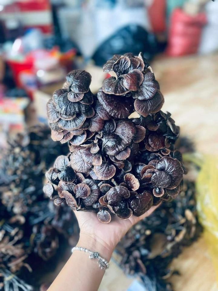 Nấm linh chi - nấm cổ cò - 1kg-duoc-ban-tai-Đặc sản vùng cao HN