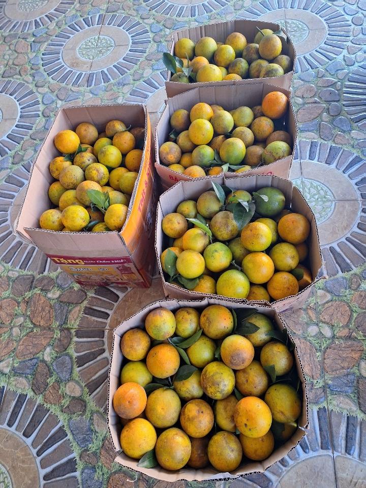 Cam Cao Phong - 1kg-duoc-ban-tai-Đặc sản vùng cao HN