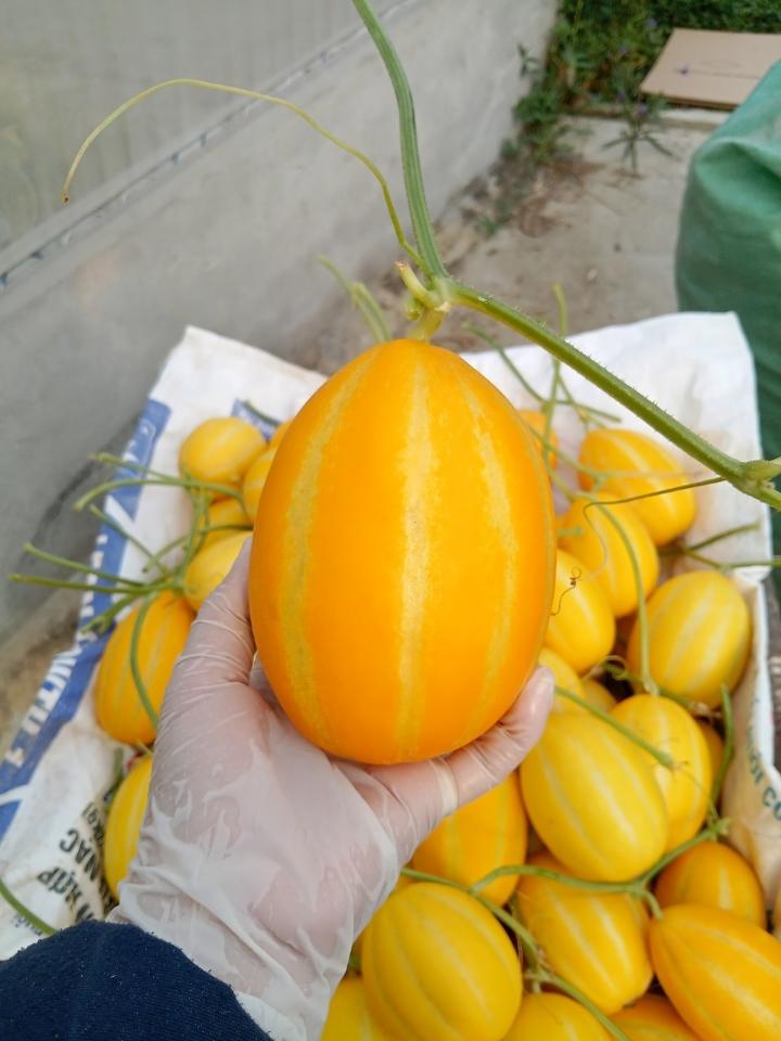 Dưa lê Hàn Quốc - 1kg-duoc-ban-tai-Đặc sản vùng cao HN