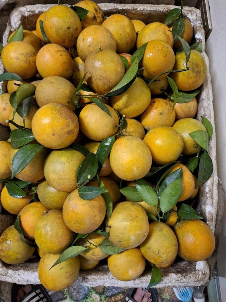Cam Cao Phong - 1kg-duoc-ban-tai-Đặc sản vùng cao HN
