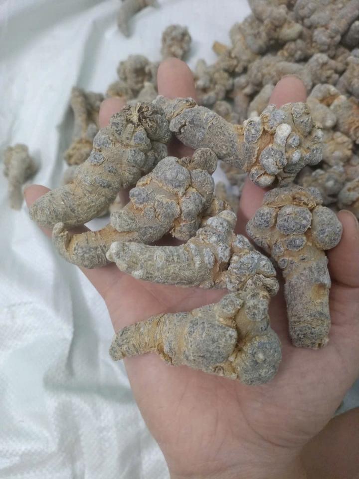 Tam thất bắc - size 32 củ 1kg-duoc-ban-tai-Đặc sản vùng cao HN
