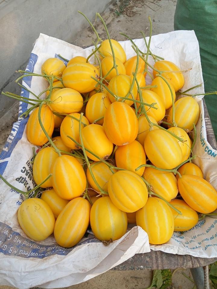 Dưa lê Hàn Quốc - 1kg-duoc-ban-tai-Đặc sản vùng cao HN
